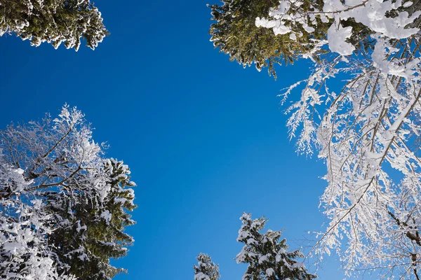 Ciel bleu et couronnes d'arbres enneigés — Photo