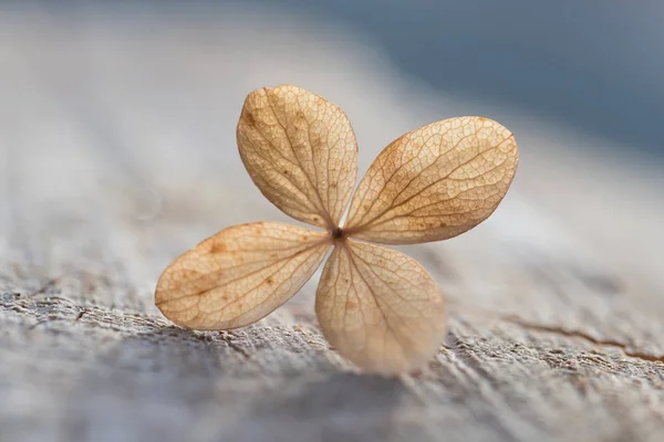 Closeup of faded hydrangea blossom, narrow depth of field. sympa — Stock Photo, Image