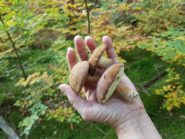 Hand of a mushroom picker with three bay boletus, forest backgro — Stock Photo, Image