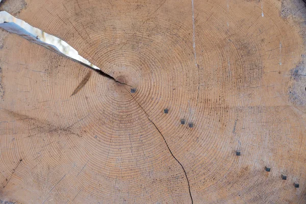 Cross section of a big fir tree stem — Stock Photo, Image