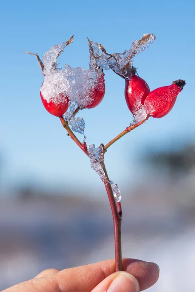 Kvinna som håller frostig ros höft mot blå himmel och suddig vinter — Stockfoto