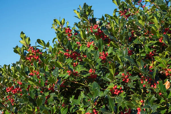 Hulst struik hagen met rode bessen tegen blauwe lucht achtergrond — Stockfoto