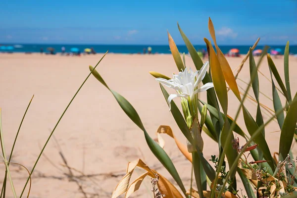 Narciso de mar raro, pancratium maritimum, playa borrosa en backgro — Foto de Stock