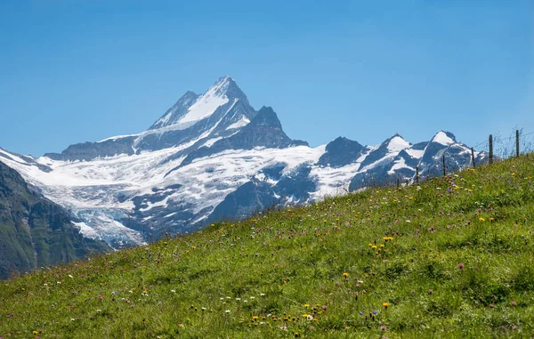 Vackra schweiziska alperna, Bernese Oberland. alpäng och Schrec — Stockfoto