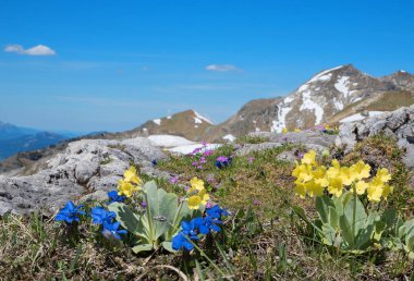 Mavi renkli alp bitkisi, pembe çuha çiçeği ve auriculas - Pr