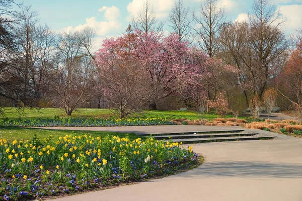 Парк пейзаж в весеннее время, с цветущими нарциссами и альтами — стоковое фото