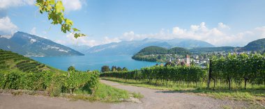 Rebberg üzüm bağı boyunca yürüyüş, Thun Gölü ve Spi manzarası