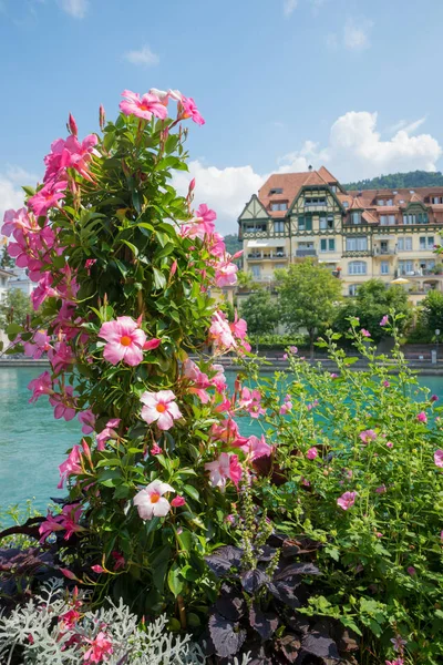 Růžové kvetoucí mandevilla keř rostlina, květinová dekorace v t — Stock fotografie