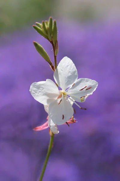 Een bloesem van een witte gras lelie, Anthericum ramosum, wazig pu — Stockfoto