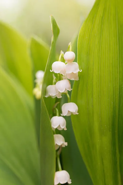 Bloemstengel met bloesems, lelie van de vallei, macro schot in de — Stockfoto