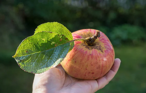 Świeże zebrane jabłko w kobiecej dłoni starszej kobiety — Zdjęcie stockowe