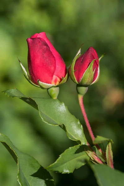 Dois botões de rosa vermelha, haste da flor com folhas e fundo embaçado — Fotografia de Stock