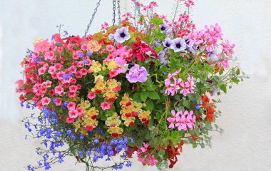 Petunyalar, lobelia, sardunya ve beklemeli renkli çiçek sepeti