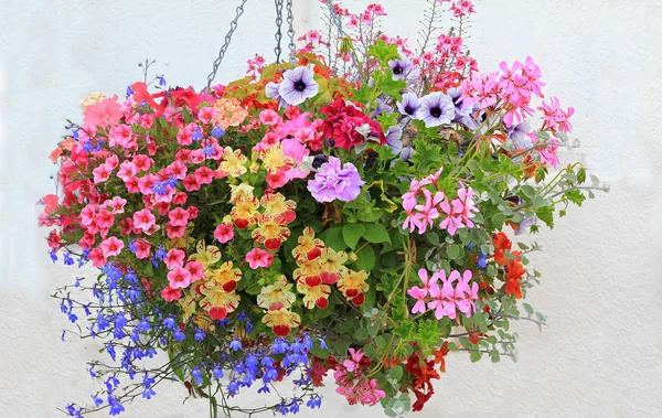 Bunter Blumenkorb mit Petunien, Lobelien, Geranien und Bienen — Stockfoto