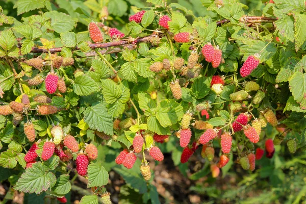 Arbusto de frambuesa en el jardín. rama con berrie madura e inmadura — Foto de Stock