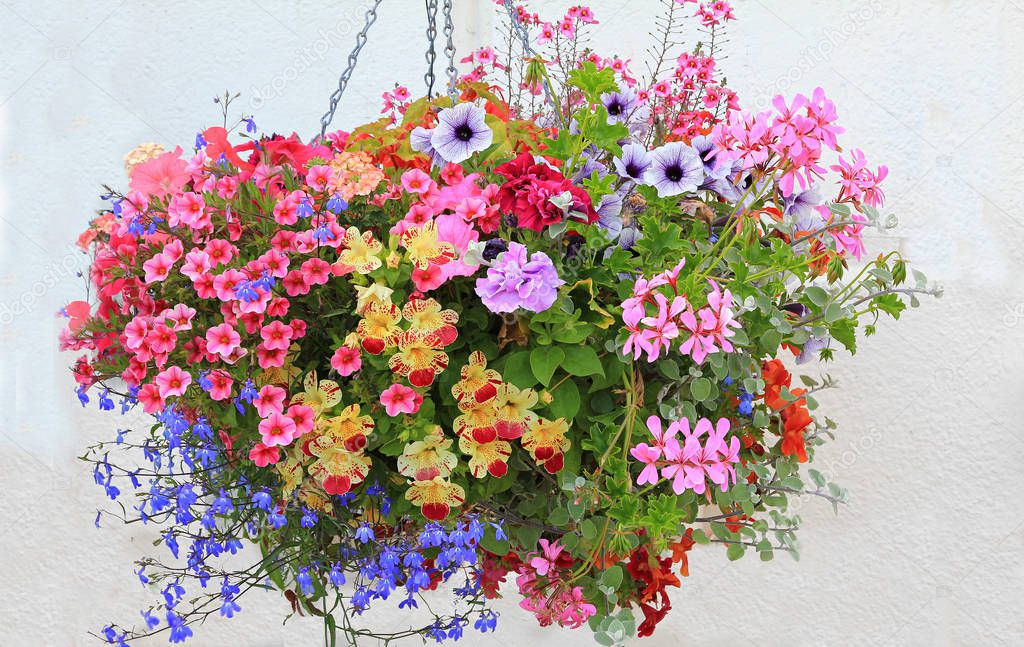 colorful flower basket with petunias, lobelia, geranium and bide