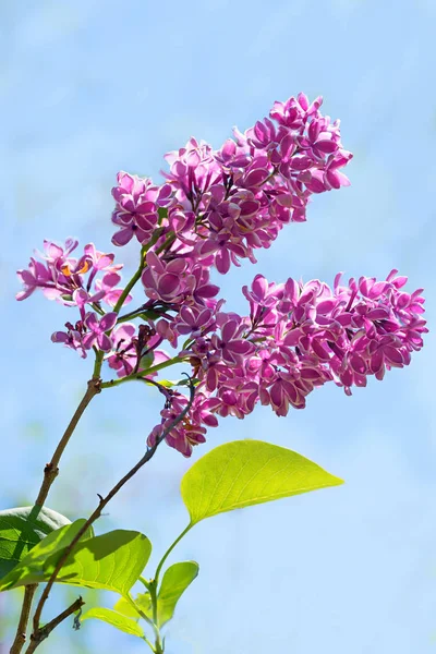 Rameau aux fleurs lilas pourpres et au ciel bleu — Photo