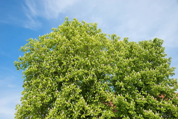 Blick oben auf die Baumkrone der weiß blühenden Kastanie und — Stockfoto