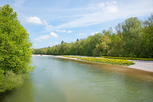 Verde isar río con riberas de grava, hermoso paisaje de primavera — Foto de Stock