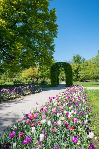 Tulpenbeet und Gehweg im Rosengarten, Lkr. — Stockfoto