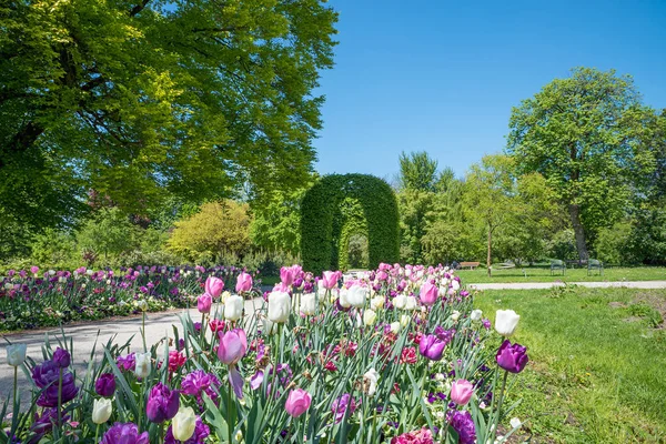 Tulipa canteiro de flores e passarela no parque Rosengarten, distrito U — Fotografia de Stock