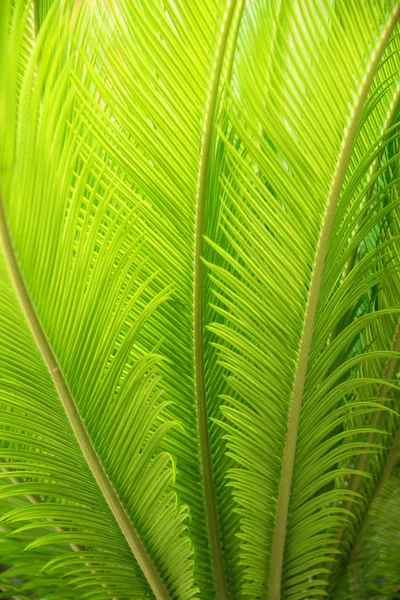 Bright green palm leaf background — Stock Photo, Image