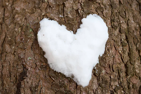 Cuore di neve su una corteccia d'albero, design di San Valentino all'aperto — Foto Stock