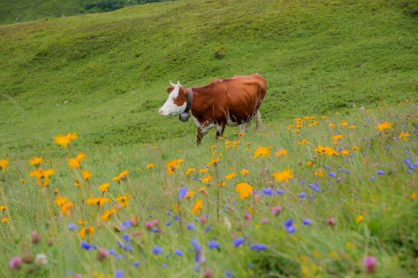 Una vaca lechera en el prado suizo alpino, flores borrosas en el fro — Foto de Stock