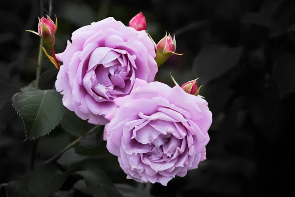 Dos rosas de color púrpura claro en flor, fondo oscuro borroso. simpatía —  Fotos de Stock