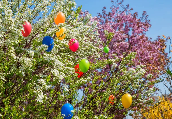 White blooming spiraea bush with colorful easter eggs, blurry ch — Stock Photo, Image