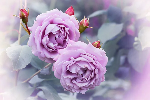 Dwie jasnofioletowe kwitnące róże, romantyczne rozmyte tło w n — Zdjęcie stockowe