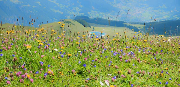 Pestrobarevné letní květiny louka s modrými zvonky, crowfoot a červené — Stock fotografie
