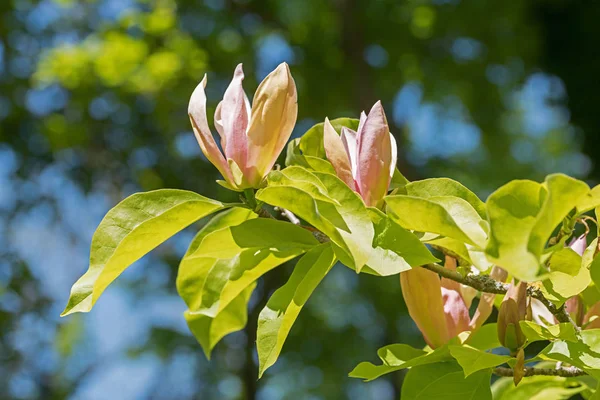 Light pink and apricot magnolia blossom. twig with green leaves, — Stock Photo, Image