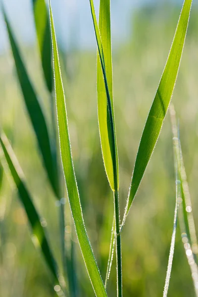 Green Grass Back Lighted Tiny Dew Drops Early Morning — Stock Photo, Image