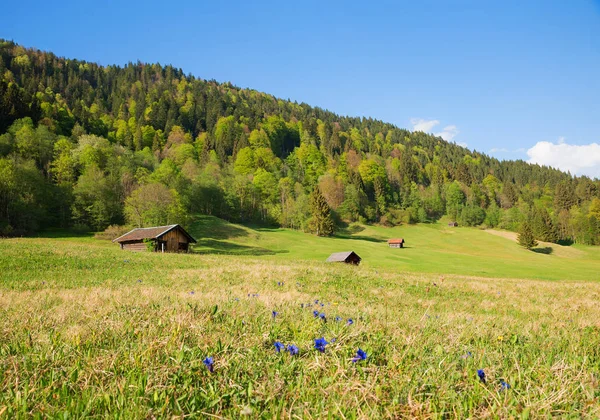 Idyllische Frühlingslandschaft Oberbayern Bei Gerold Wiese Mit Blühenden Enzianen Holzhütten — Stockfoto