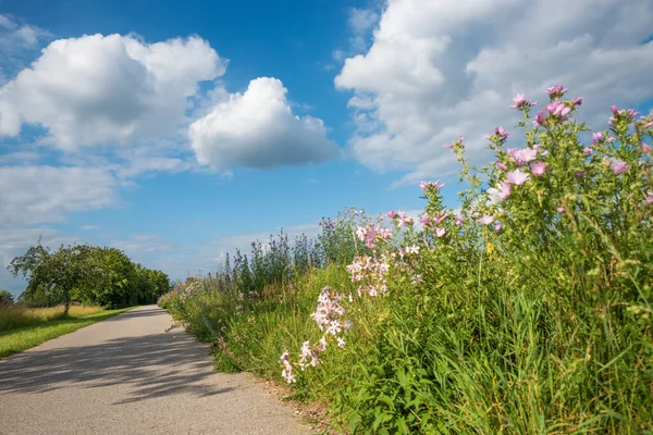 自転車道に沿って野生の花と蜂に優しいプランテーション 環境に配慮した概念 — ストック写真