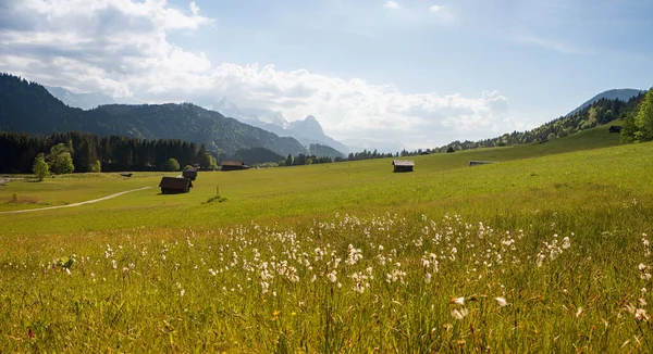 Prachtig Voorjaarslandschap Bavarische Alpen Weide Met Veen Katoen Weiland Met — Stockfoto