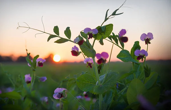 Erbsenblüten Bei Sonnenuntergang Bienenfutterpflanze Traumkulisse Selektiver Fokus — Stockfoto