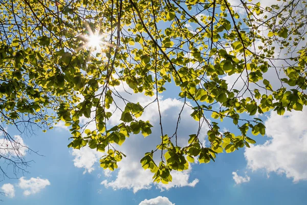 緑の葉を持つライムの木の枝春に太陽と雲を持つ青い空 — ストック写真