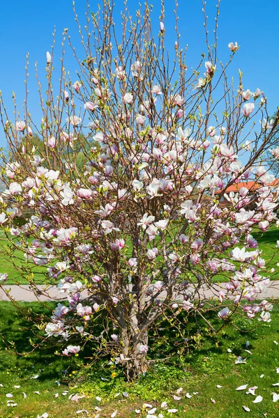 春天在公园里盛开的木兰花灌木 垂直拍摄 — 图库照片