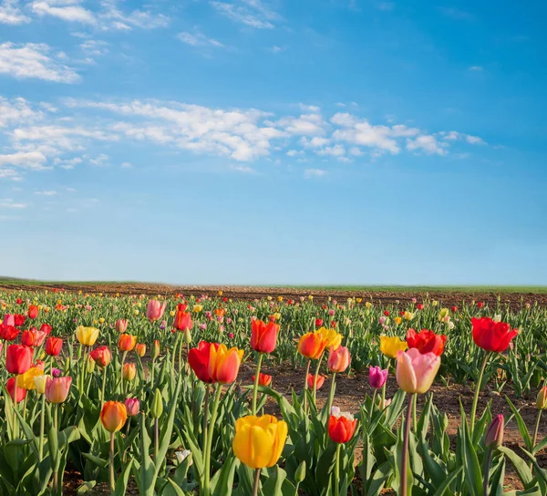 Tulpenveld Met Kleurrijke Bloemen Voor Zelf Snijden Blauwe Lucht Achtergrond — Stockfoto