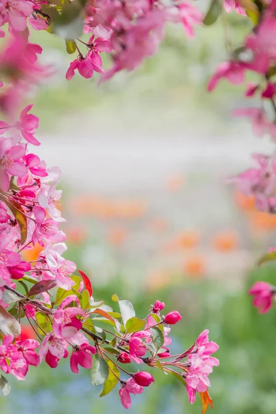 春の背景にピンクの花のカニのリンゴの枝コピースペースのあるぼやけた公園の背景 — ストック写真