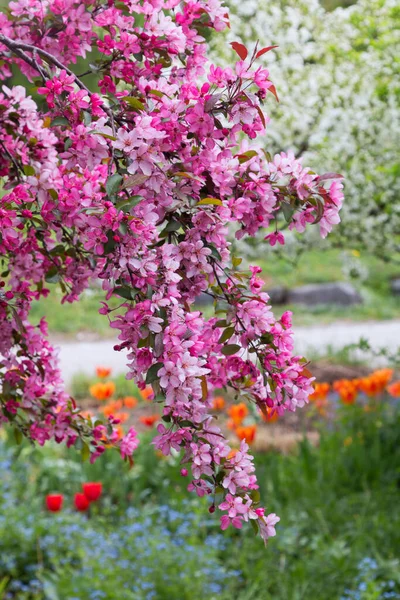 Blooming Crab Apple Branches Pink Blossoms Blurry Background Spring Landscape — Stock Photo, Image