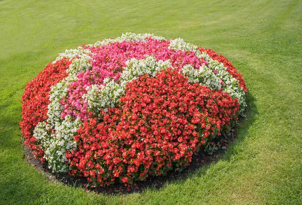 Colorful Flowerbed Red Pink White Begonias Green Lawn Background — Stock Photo, Image