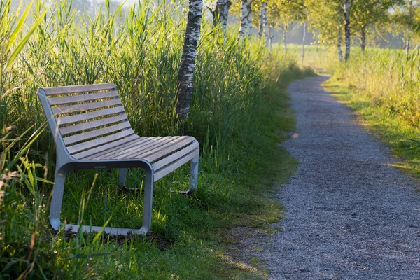 冷冷清清的长椅在白桦树小巷前 清早的风景上百叶窗 — 图库照片