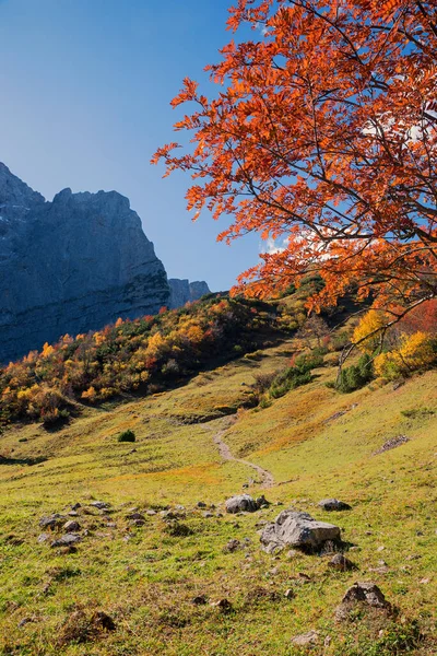 Malebná Horská Krajina Karwendelovy Alpy Turistická Stezka Falkenhutte Strom Červenými — Stock fotografie