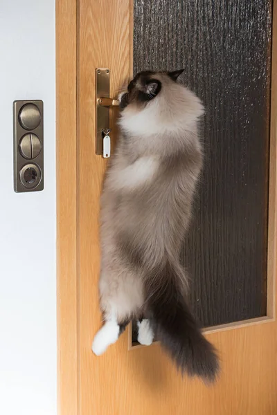 Sibirya Kedisi Kapı Kolunda Asılı Açmak Istiyor — Stok fotoğraf