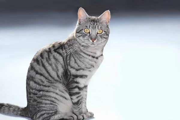 Male European Shorthair Tabby Cat Gradient Background Copy Space — Stock Photo, Image