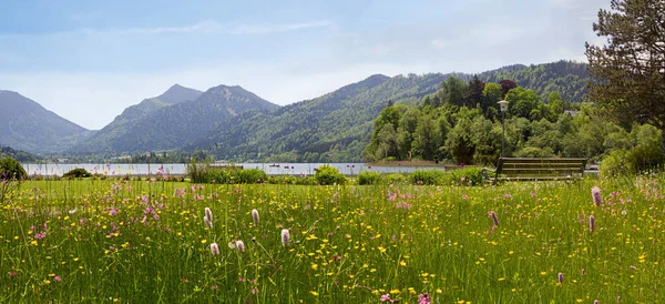 Wildblumenwiese Kurpark Schliersee Blick Auf Die Brucherspitze Frühlingslandschaft Oberbayern — Stockfoto