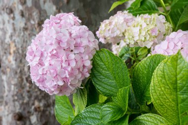 açık pembe ortanca çiçekleri ve yeşil yapraklar, arka planda bulanık ağaç sapı